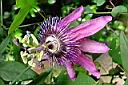 passiflora x violacea 3.JPG